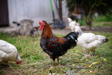 Chickens walking around the garden