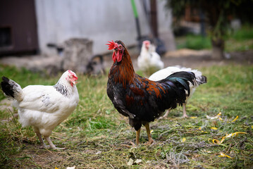 Chickens walking around the garden