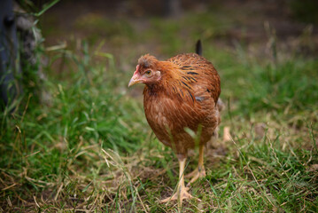 Chickens walking around the garden