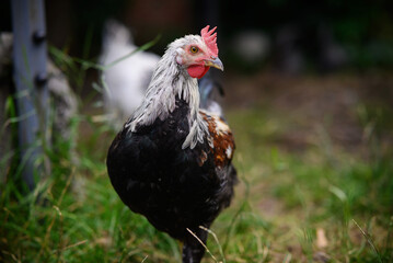 Chickens walking around the garden