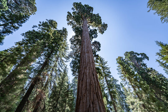 General Grant Grove, Kings Canyon National Park, The western slopes of the Sierra Nevada mountain range of California. Sequoiadendron giganteum (giant sequoia, giant redwood, Sierra redwood	