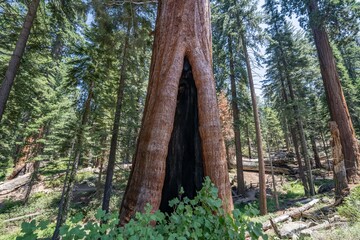 General Grant Grove, Kings Canyon National Park, The western slopes of the Sierra Nevada mountain range of California. Sequoiadendron giganteum (giant sequoia, giant redwood, Sierra redwood
