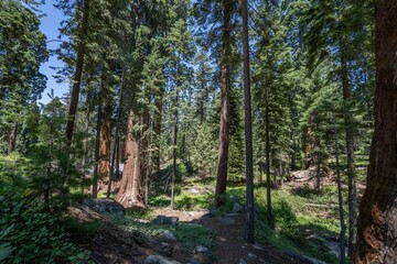General Grant Grove, Kings Canyon National Park, The western slopes of the Sierra Nevada mountain range of California. Sequoiadendron giganteum (giant sequoia, giant redwood, Sierra redwood