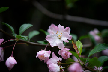 sakura, cherry-blossom, tree in the spring
