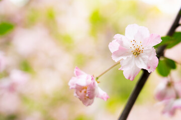 sakura, cherry-blossom, tree in the spring