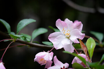 sakura, cherry-blossom, tree in the spring