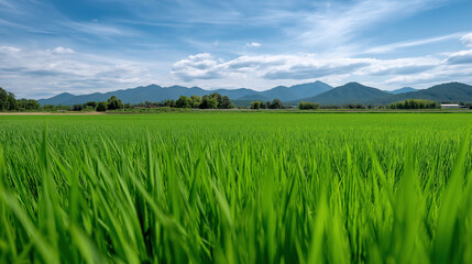 Fototapeta premium Vast Green Rice Field Under Blue Sky with Mountain Range in Background | Agricultural Landscape Photography