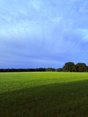 green field horizon, summertime