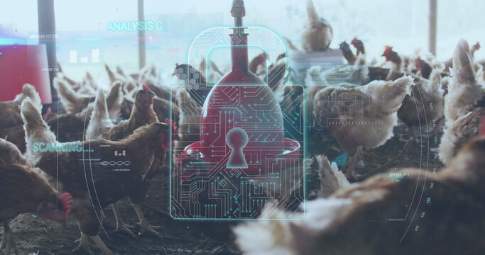 Milling chickens beneath feeders in barn, with holographic padlock icon overlaying data graphs - Powered by Adobe