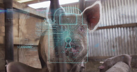 Scanning adult pig facing viewer inside barn with circuit-pattern overlay, padlock icon and piglets © vectorfusionart