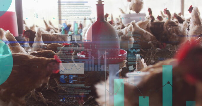 Group of chickens feeding around red automatic feeder in poultry barn, with data overlays - Powered by Adobe