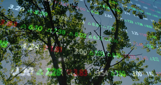 Merging large deciduous tree trunk and green leaves at park edge, with financial numbers arrows