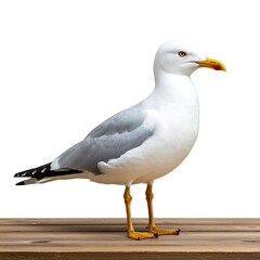 Seagull on wooden surface