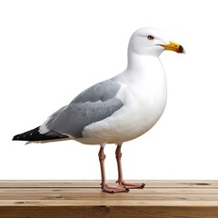 Obraz premium Seagull on wooden surface (1)