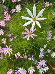 flower in the garden
