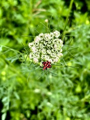 A spotted lantern fly on a flower