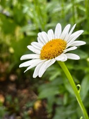 daisy in the garden