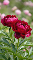Deep red peonies blooming in garden with blurred pink flowers in background.