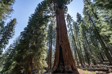 Sequoiadendron giganteum (giant sequoia, giant redwood, Sierra redwood or Wellingtonia) is a species of coniferous tree. General Sherman Tree Trail, Sequoia National Park, California. Sierra Nevada
