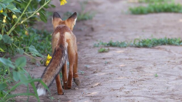 A young, cute fox walks along the road between sunflower fields, then glances back at the camera before crossing the road and disappearing into the field.