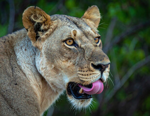 Fototapeta premium Goofy lioness licking her face with visible tongue while standing in green wild forest terrain