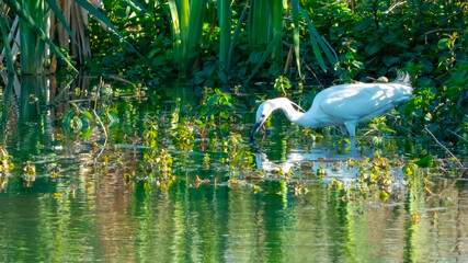 Elegant white heron: Egret (Egretta garzetta) standing on the bank of a calm pond awaiting prey