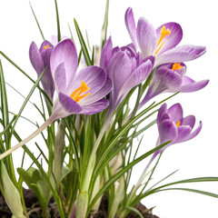 Fototapeta premium Purple crocus flowers isolated on transparent background