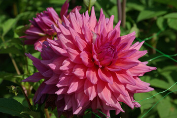 Fototapeta premium Dahlia rose au jardin en été