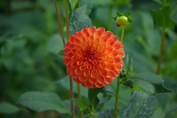 Dahlia pompon orange au jardin en été