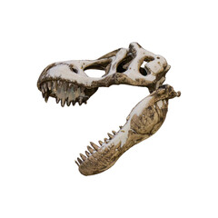 Dinosaur skull isolated on white background.