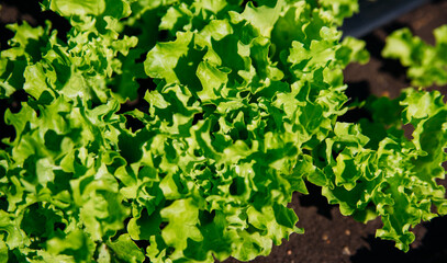 Green lettuce leaves in the garden. Natural background and texture. Organic farm. Healthy eating. Foods rich in vitamins. Agricultural industry.