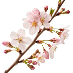 Obraz premium Delicate cherry blossom branch isolated on transparent background