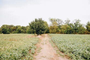 Rural landscape with a dirt path running through the middle, soybean plants growing on the right,...