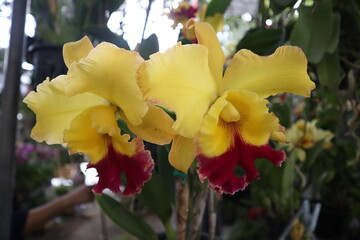 orchids in full bloom, highlighting their vivid beauty and tropical elegance.