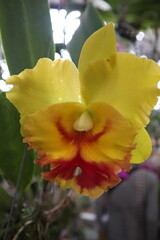 orchids in full bloom, highlighting their vivid beauty and tropical elegance.