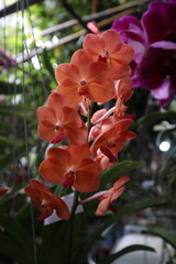 orchids in full bloom, highlighting their vivid beauty and tropical elegance.