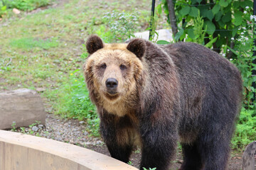 Fototapeta premium エゾヒグマ・旭山動物園（北海道・旭川市）