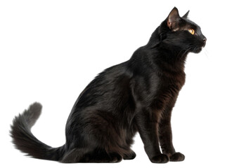 Obraz premium Sleek black cat sits gracefully, showcasing its elegant posture and striking yellow eyes, embodying charm of Bombay cat