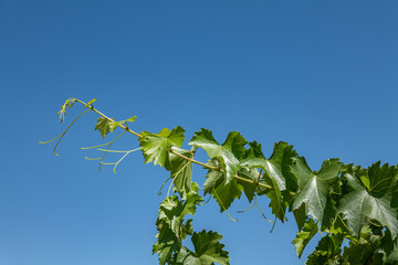 Vitis vinifera, the common grape vine, is a species of flowering plant. W Dorris Ave, Fresno County, California. Central Valley. Vineyard. 
