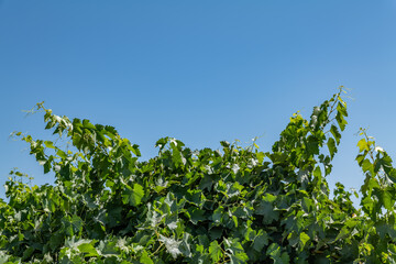 Vitis vinifera, the common grape vine, is a species of flowering plant. W Dorris Ave, Fresno County, California. Central Valley. Vineyard. 
