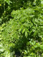 Poison Hemlock Detailed