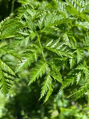 Poison Hemlock Close-Up