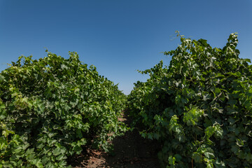 Vitis vinifera, the common grape vine, is a species of flowering plant. W Dorris Ave, Fresno County, California. Central Valley. Vineyard. 

