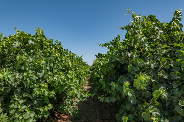 Vitis vinifera, the common grape vine, is a species of flowering plant. W Dorris Ave, Fresno County, California. Central Valley. Vineyard. 
