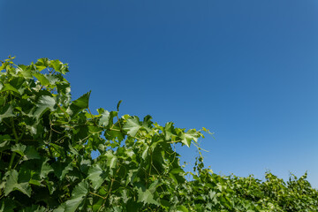 Vitis vinifera, the common grape vine, is a species of flowering plant. W Dorris Ave, Fresno County, California. Central Valley. Vineyard. 
