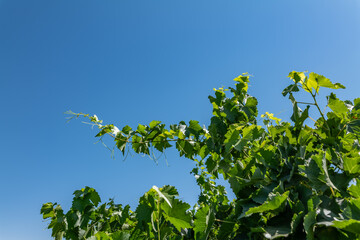 Vitis vinifera, the common grape vine, is a species of flowering plant. W Dorris Ave, Fresno County, California. Central Valley. Vineyard. 

