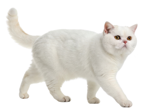 Beautiful British Shorthair cat walks gracefully, showcasing its elegant fur and charming expression. This feline exudes playful yet calm demeanor