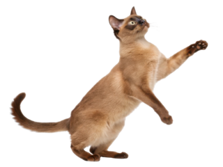 Playful Burmese cat stands on its hind legs reaching for toy with curiosity and excitement