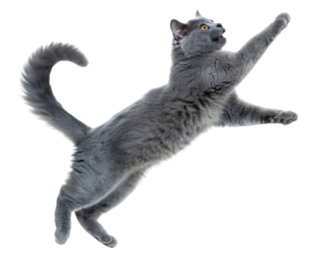 Playful chartreux cat leaps gracefully mid air showcasing its agility and charm. This lively feline captures attention with its stunning gray fur