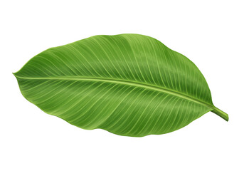 Obraz premium A single bright green leaf with prominent veins isolated against a white background surface